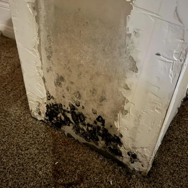 Professional Mold Removal in Caruthers, CA
